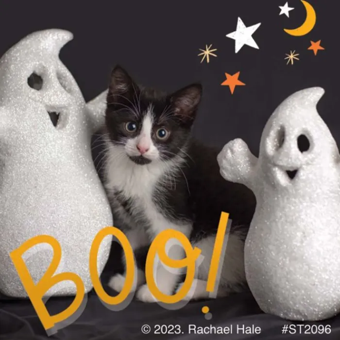 Halloween | Character Stickers<SmileMakers Rachael Hale Boo! Crew Stickers - Stickers from