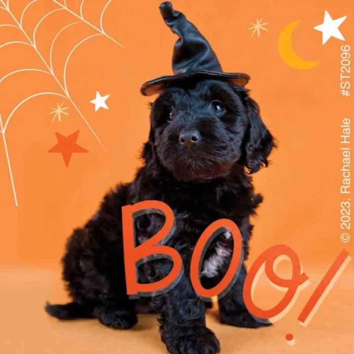 Halloween | Character Stickers<SmileMakers Rachael Hale Boo! Crew Stickers - Stickers from