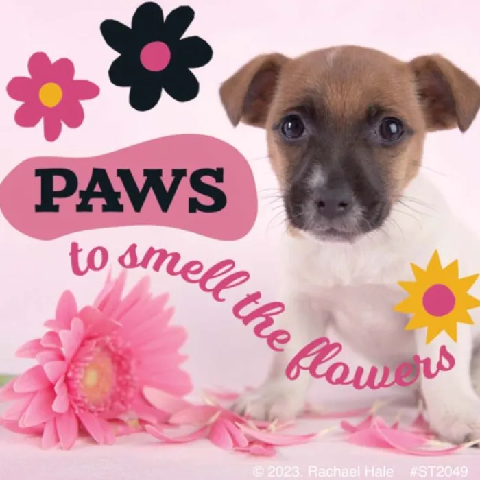 Character Stickers<SmileMakers Rachael Hale Let's Pawty Stickers - Stickers from