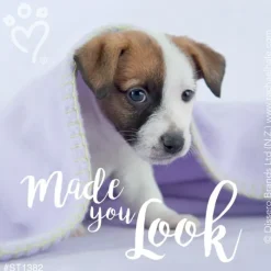Patient Stickers | Character Stickers<SmileMakers Rachael Hale Made You Look Stickers - Stickers from