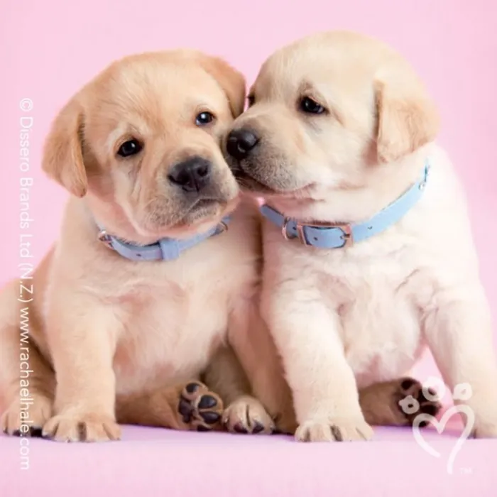 Valentine's Day | Character Stickers<SmileMakers Rachael Hale® Valentine Stickers - Stickers from